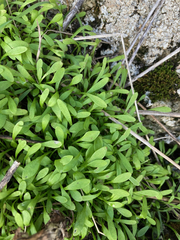 Claytonia