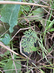 Daucus carota