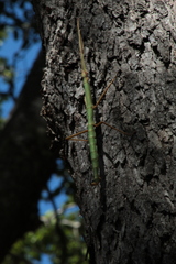 Heteronemia