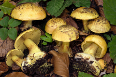 Calonarius splendens