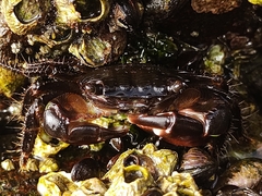 Pachygrapsus transversus