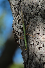 Heteronemia