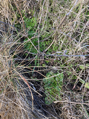 Sanicula arctopoides