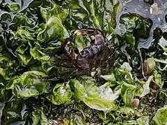 Pachygrapsus transversus