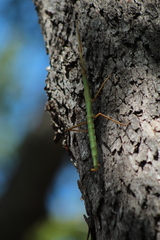 Heteronemia