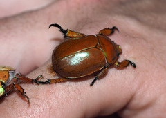 Anoplognathus viriditarsis