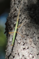 Heteronemia