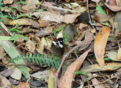 Heteronympha mirifica