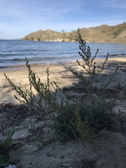 Artemisia monostachya