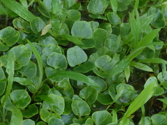 Memecylon umbellatum