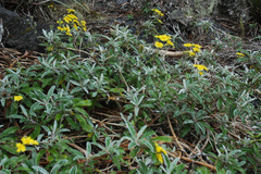 Brachyglottis laxifolia