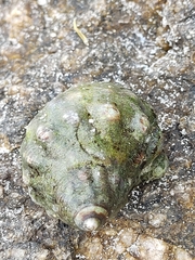 Stramonita brasiliensis