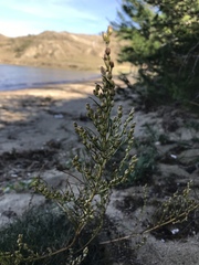 Artemisia monostachya