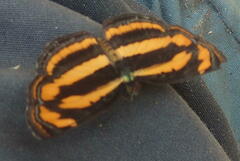 Pantoporia