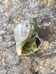 Stramonita brasiliensis