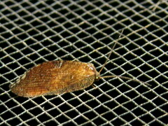Drepanacra binocula