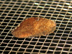 Drepanacra binocula