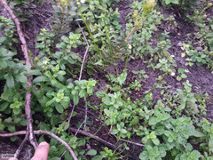 Nemesia bicornis