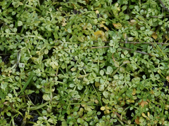 Limnanthes macounii