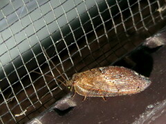 Drepanacra binocula