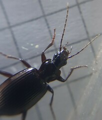 Limodromus assimilis