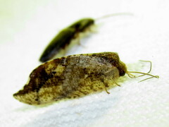 Drepanacra binocula
