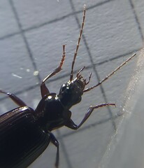 Limodromus assimilis