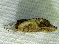 Drepanacra binocula