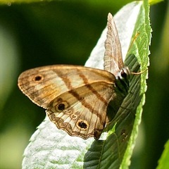 Cissia labe
