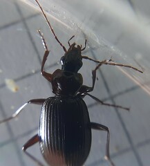 Limodromus assimilis