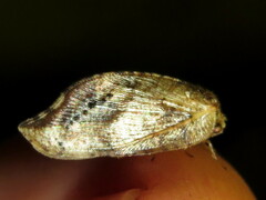 Drepanacra binocula
