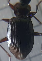 Limodromus assimilis