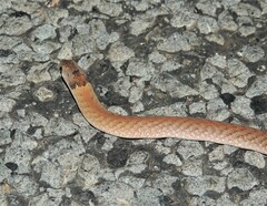 Pygopus