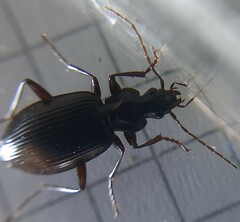 Limodromus assimilis