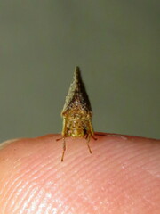Drepanacra binocula