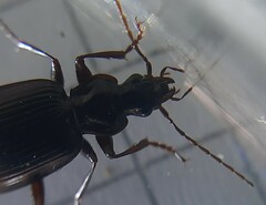 Limodromus assimilis