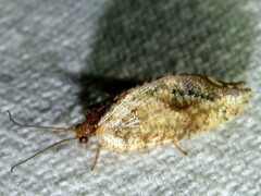 Drepanacra binocula