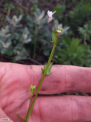 Nemesia bicornis