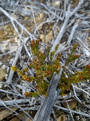 Epacris alpina