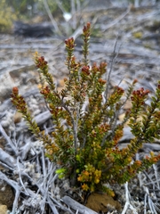 Epacris alpina