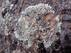 Physcia caesia