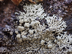 Physcia caesia