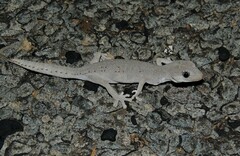 Strophurus krisalys