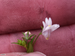 Nemesia bicornis