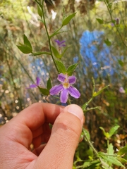 Scaevola pilosa