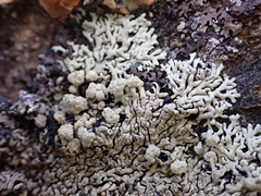 Physcia caesia