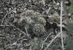 Escobaria emskoetteriana