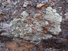 Physcia caesia