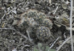 Escobaria emskoetteriana