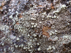 Physcia caesia